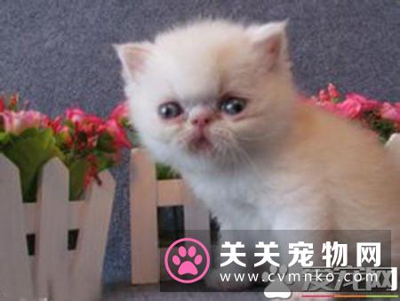 母猫发情有什么表现 母猫发情什么症状