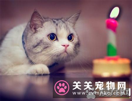 猫抓人怎么办 应对猫咪抓挠的正确反映