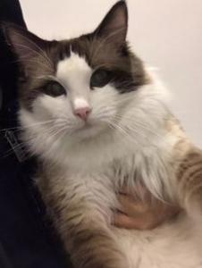 布偶猫可以生小猫来卖吗 布偶生小猫卖麻烦吗