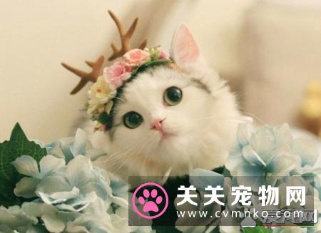 布偶猫可以吃什么水果 吃水果对布偶猫有什么好处