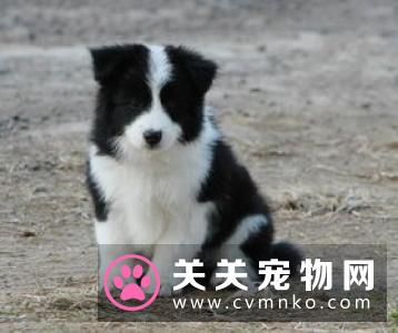 疯狂小狗上榜【中国科创企业百强榜】为什么?
