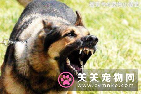 布偶猫咬人要打针吗 被布偶猫咬伤这样操作最科学