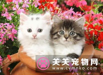 幼猫吃什么猫粮比较好 何时由幼猫粮转换为成猫粮