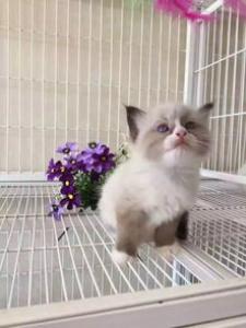 饲养布偶猫的五大正确方法