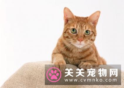 猫为什么喜欢逗猫棒 怎么用逗猫棒逗猫咪