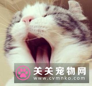 猫能吃什么不能吃什么 吃什么损害身体