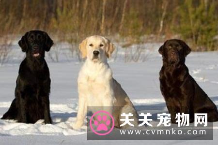 拉布拉多犬怎么喂养? 拉布拉多犬夏天喂养攻略!