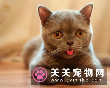 猫为什么喜欢逗猫棒 怎么用逗猫棒逗猫咪