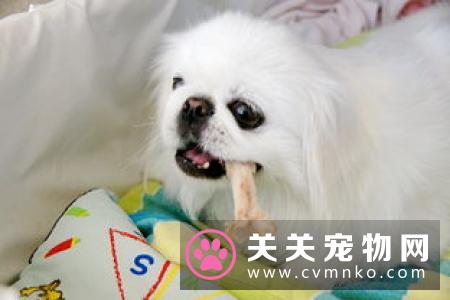 猫吃什么奶粉 选择猫牛奶方法及喂养方法