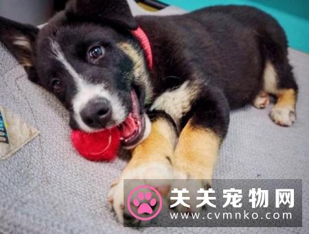 美国洛杉矶的狗狗咖啡厅里 推出一种特别温暖的服务