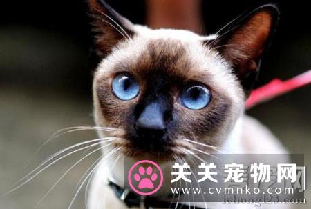 暹罗猫掉毛 哪些原因导致猫咪掉毛