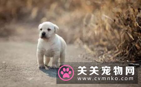 拉布拉多犬怎么喂养? 拉布拉多犬夏天喂养攻略!