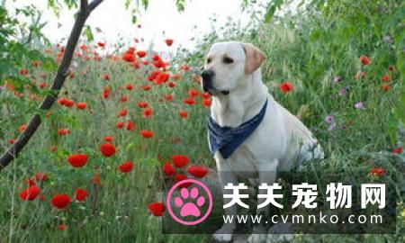 拉布拉多犬怎么喂养? 拉布拉多犬夏天喂养攻略!