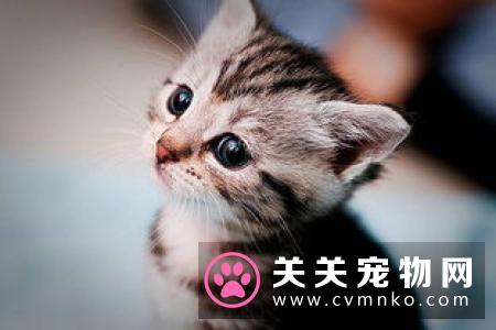 幼猫吃什么猫粮比较好 何时由幼猫粮转换为成猫粮