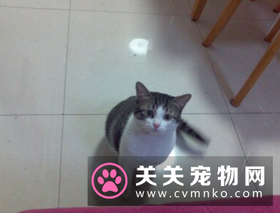 耐威克猫粮好不好 每个品牌都是褒贬不一