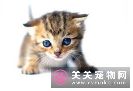 猫能吃什么不能吃什么 吃什么损害身体