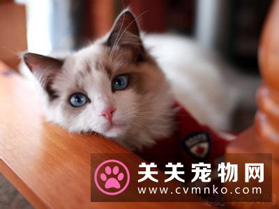 饲养布偶猫的五大正确方法