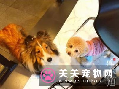 美国洛杉矶的狗狗咖啡厅里 推出一种特别温暖的服务