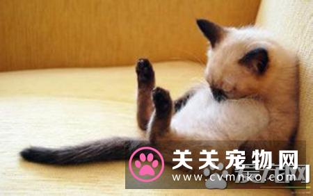 猫为什么喜欢逗猫棒 怎么用逗猫棒逗猫咪