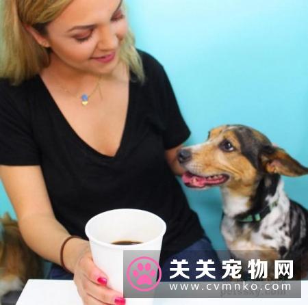 美国洛杉矶的狗狗咖啡厅里 推出一种特别温暖的服务