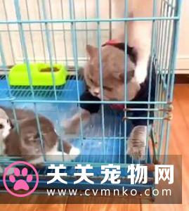 猫为什么喜欢逗猫棒 怎么用逗猫棒逗猫咪