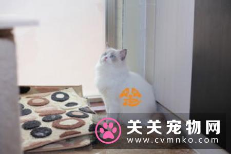 饲养布偶猫的五大正确方法