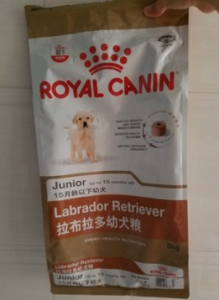 拉布拉多犬怎么喂养? 拉布拉多犬夏天喂养攻略!