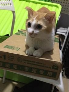 幼猫吃什么猫粮比较好 何时由幼猫粮转换为成猫粮