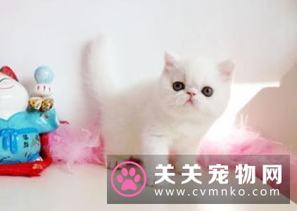 猫吃什么奶粉 选择猫牛奶方法及喂养方法
