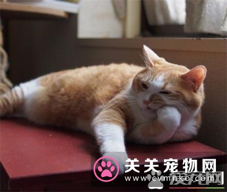 幼猫吃什么猫粮比较好 何时由幼猫粮转换为成猫粮