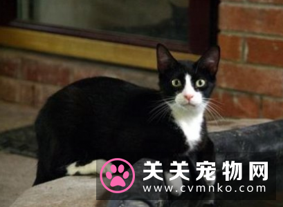 渴望猫粮好不好 比较受欢迎的天然猫粮