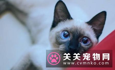 暹罗猫掉毛 哪些原因导致猫咪掉毛