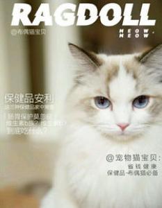 饲养布偶猫的五大正确方法