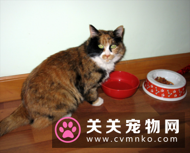 贝卓猫粮怎么样 建议选择天然粮