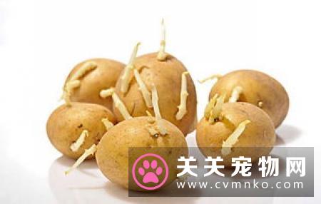 猫不能吃的蔬菜 其它不能吃的食物有哪些