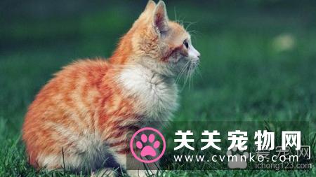 猫肠梗阻症状 猫肠梗阻的病因及需要防治方法