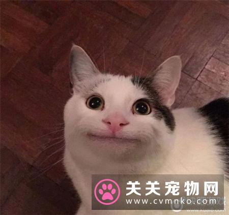 家中有猫臭味怎样消除 教会猫咪自己上厕所