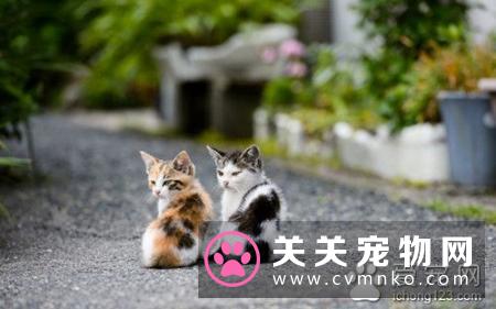 猫肺炎吃什么药 猫肺炎的症状及防治方法