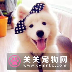 家中有猫臭味怎样消除 教会猫咪自己上厕所