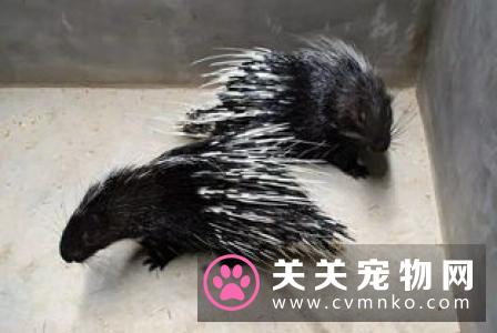 猫肺炎吃什么药 猫肺炎的症状及防治方法
