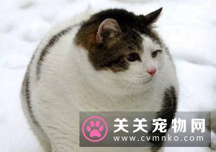 铲屎官回家时发现家被二哈给拆了，满地狼藉