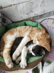 猫吃什么最好 幼猫吃幼猫粮大了吃成猫粮