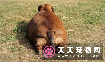 铲屎官回家时发现家被二哈给拆了，满地狼藉
