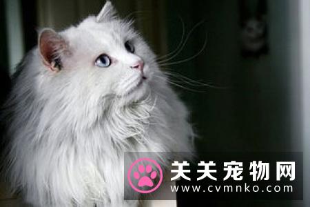 猫吃什么最好 幼猫吃幼猫粮大了吃成猫粮