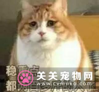 公猫好还是母猫好 可据自身的情况来选择