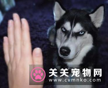 演技很棒的狗狗，让路人捡玩具，一不小心就成为了“网红”