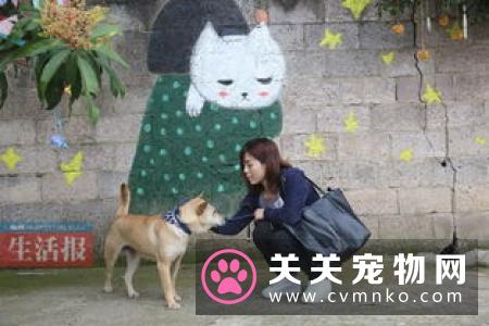 不合格警犬被淘汰，市民领养热情高！