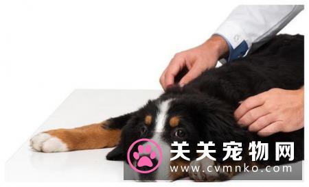 伯恩山犬的性格特征和基础美容