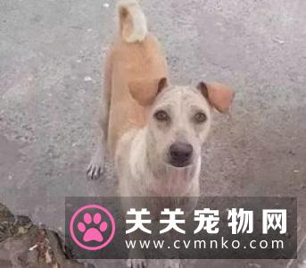 跨越种族的母爱：流浪狗麻麻抱紧弃婴为她取暖.