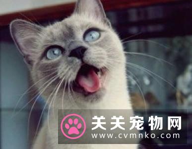 铲屎官回家时发现家被二哈给拆了，满地狼藉